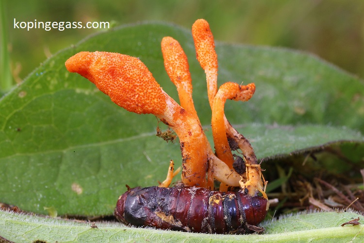 Kajian Herbal tentang Kopi Bongkar: Kandungan, Khasiat, dan Keamanan Konsumsi