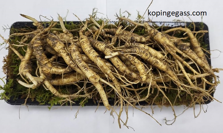 Kajian Herbal tentang Kopi Bongkar: Kandungan, Khasiat, dan Keamanan Konsumsi